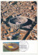 FRANCE - Carte Maximum - 0,46e Arènes De Nîmes - 22/03/2002 - Nîmes - 2000-2009