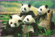 *CPM  - CHINE - HONG KONG - Pandas - China (Hong Kong)