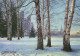 121666 - Moskau - Russland - Birken Im Winter - Russie