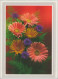 Delcampe - Thèmes. Fleurs Des Pyrennes & Fleurs Trou De Punaise Lac & Marguerites Année 50-60 & Mutilcolors - Other & Unclassified