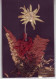 Delcampe - Thèmes. Fleurs. 3 Cp Eldelweis 1938 & (3) & Leontopodium Alpinium Pied De Lion & Edelweis (1) & Eryngium Alpinum - Other & Unclassified