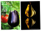 Thèmes. Autre. Agriculture. Fruits Et Legumes (1) & (2) - Autres & Non Classés