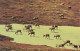 CPSM Vast Herds Of Barren Land Caribou-RARE       L2789 - Otros & Sin Clasificación