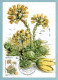 Carte Maximum Monaco 1985 - Plantes Du Parc National Du Mercantour - YT 1464 - Sempervivum Allionii - Maximum Cards