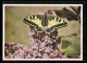 AK Schmetterling Auf Fliederblüten, Schwalbenschwanz, Papilio Machaon  - Insects