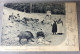 OLD POSTCARD Germany > DEUTSCHLAND HESSE Wildfütterung Bei Lichtenau Im Spessart AK 1906 - Lich