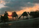 Israel - Caravane De Chameaux à L'aube - Camels Caraven At Sunrise  - CPM - Carte Neuve - Voir Scans Recto-Verso - Israel