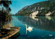 01 - Nantua - Le Lac De Nantua - Cygnes - CPM - Voir Scans Recto-Verso  - Nantua