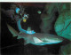 Animaux - Poissons - Aquarium De La Guadeloupe - Requin Nourrice Avec Plongeur - CPM - Voir Scans Recto-Verso - Vissen & Schaaldieren