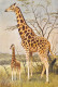 GIRAFE Giraffe Giraffa Camelopardalis  Afrique Tropicale  Dessin Aquarelle P.BARRUEL    47 MA2299Bis - Jirafas