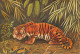 TIGRE TIGER Felis Tigris  Dessin Aquarelle P.BARRUEL    50 MA2299Bis - Tijgers