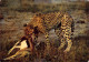 GUEPARD  Cheetah  3   (scan Recto-verso)MA2295Ter - Otros & Sin Clasificación