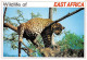 MOMBASA KENYA Leopard CHUI  5   (scan Recto-verso)MA2295Ter - Kenia