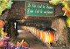 Vignes - Caves - Carte Humoristique - Le Vin C'est La France L'eau C'est La Souffrance - CPM - Voir Scans Recto-Verso - Weinberge