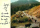 Animaux - Vaches - Carte Humoristique - CPM - Voir Scans Recto-Verso - Vaches