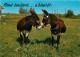 Animaux - Anes - Carte à Message - CPM - Voir Scans Recto-Verso - Donkeys