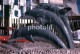 Delcampe - 10 SLIDES SET 1984 DOLPHIN DELFINES MARINELAND MALLORCA ESPANA SPAIN AMATEUR 35mm SLIDE Not PHOTO No FOTO NB3957 - Dias