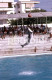 Delcampe - 10 SLIDES SET 1984 DOLPHIN DELFINES MARINELAND MALLORCA ESPANA SPAIN AMATEUR 35mm SLIDE Not PHOTO No FOTO NB3957 - Diapositives