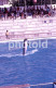 Delcampe - 10 SLIDES SET 1984 DOLPHIN DELFINES MARINELAND MALLORCA ESPANA SPAIN AMATEUR 35mm SLIDE Not PHOTO No FOTO NB3957 - Diapositives (slides)