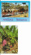 Amérique > Antilles > Bahamas Lot De 4 CPM 3 Nassau Banane Fruit Des Tropiques - Bahama's