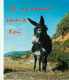 Animaux - Anes - CPM - Voir Scans Recto-Verso - Donkeys