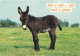 Animaux - Anes - CPM - Voir Scans Recto-Verso - Donkeys