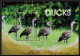 NEVIS - OISEAUX - CANARDS - N° 2482 A 2485 ET BF 349 ET 355E - NEUF** MNH - Ducks