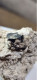 Delcampe - Minerale@ Rarità Bixbyite 3x3cm Thomas Range Utah U.S.A. - Minéraux