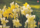 Postal Stationery - Easter Flowers - Daffodils - Narcissus - Red Cross 1993 - Suomi Finland - Postage Paid - Postal Stationery