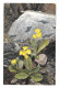 Alpenflora Primula Auricula Otto Haus Austria Nenke Ostermaier Serie 523 N 944 Postcard - Flowers