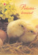 Postal Stationery - Chicks In The Basket With Eggs - Easter - Red Cross 2000 - Suomi Finland - Postage Paid - Interi Postali