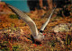 Animaux - Oiseaux - Sterne Pierregrain - Oiseaux De Bretagne - Flamme Postale De La Turballe - CPM - Voir Scans Recto-Ve - Oiseaux