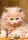 Animaux - Chats - Chatons - Persan - Etat Pli Visible - CPM - Voir Scans Recto-Verso - Chats