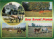 Animaux - Chevaux - New Forest Ponies - Multivues - CPM - Voir Scans Recto-Verso - Horses