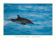 Animaux - Dauphin - Dolphin - CPM - Voir Scans Recto-Verso - Delphine