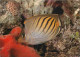 Animaux - Poissons - Chaetodon Pelewensis - CPM - Voir Scans Recto-Verso - Pesci E Crostacei