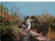 Animaux - Oiseaux - Oiseaux De Mer - Mouettes Tridactyles - CPM - Voir Scans Recto-Verso - Oiseaux