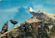 Animaux - Oiseaux - Oiseaux De Mer - Goélands Argentés - Bretagne - CPM - Voir Scans Recto-Verso - Oiseaux