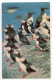 CARTE QSL - URSS - Oiseaux Macareux ( Puffini ) Arctiques - Radio Amatoriale