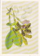 AK 210519 FLOWER / BLUME - Cattleya Aclandiae Lindl - Coppie