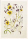 AK 210520 FLOWER / BLUME - Dendrobium Falconeri Hook - Couples