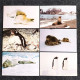 China Postcard Antarctic Life: A Set Of 10 Postcards, Featuring Animal Materials Photographed By Antarctic Explorer Wang - China