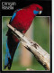 Animaux - Oiseaux - Perroquet - Crimson Rosella - CPM - Voir Scans Recto-Verso - Oiseaux