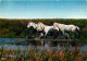 Animaux - Chevaux - Camargue - CPM - Voir Scans Recto-Verso - Horses