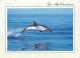 Animaux - Dauphin - Dolphin - CPM - Voir Scans Recto-Verso - Dauphins