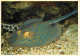 Animaux - Poissons - Aquarium De La Rochelle - 11 - Raie Pastenague Tropicale - CPM - Voir Scans Recto-Verso - Vissen & Schaaldieren