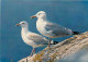 Animaux - Oiseaux - Oiseaux De Mer - Goélands Argentés - CPM - Voir Scans Recto-Verso - Oiseaux