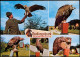 Ansichtskarte Silberborn-Holzminden Greifvogelpark - Mehrbild 1973 - Holzminden