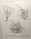 Delcampe - Spermatophytes - Vol. IV - Fascicule 1-2-3 - édités Ente 1961 Et 1964 - Flore Générale De Belgique - Unclassified