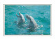 Animaux - Dauphin - Dolphin - CPM - Voir Scans Recto-Verso - Dauphins